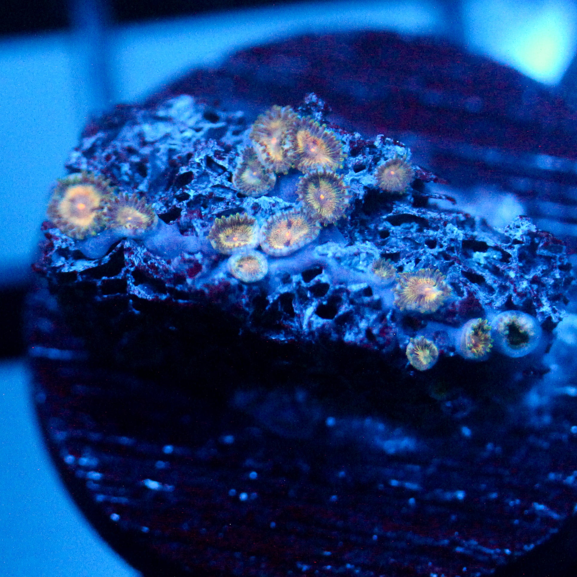JC Solar Eclipse Zoanthid