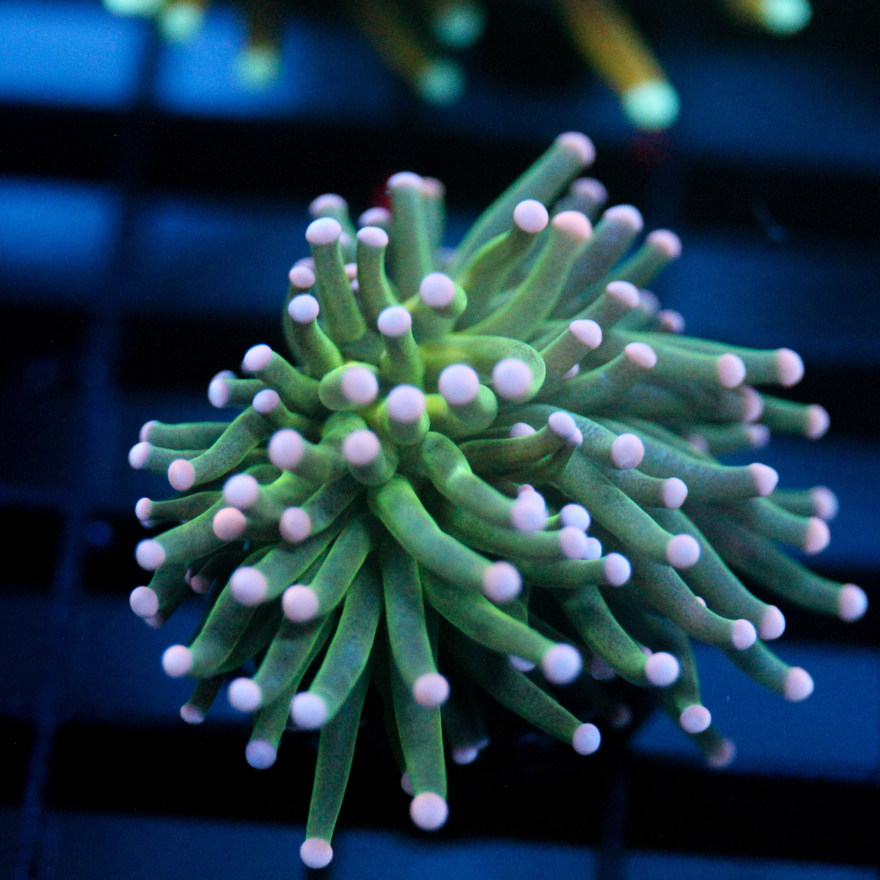 JC Cotton Candy Torch