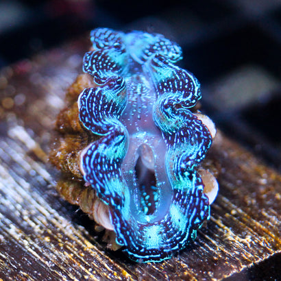JC Blue Velvet Crocea