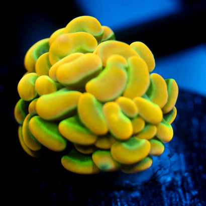JC Ultra Rainbow Gold Hammer
