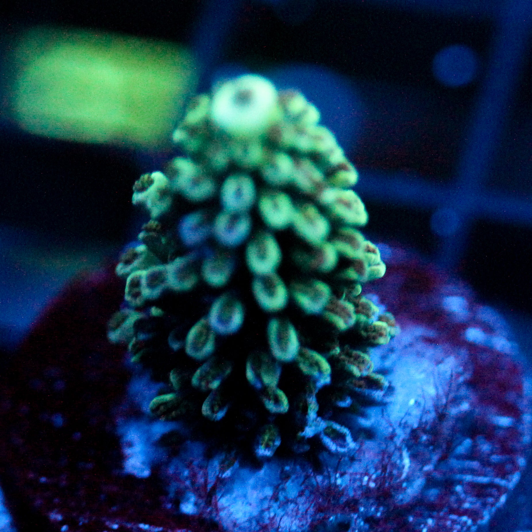 JC Christmas Tree