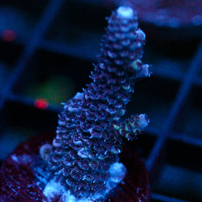 JC Purple Pillar