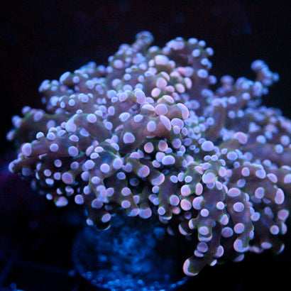 JC Pink Tip Octo