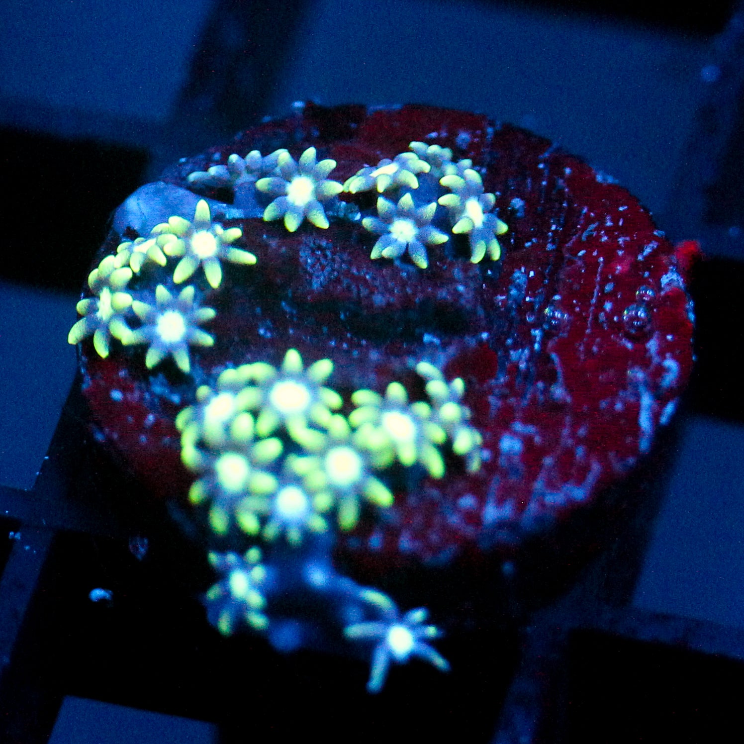 JC Star Polyp GSP