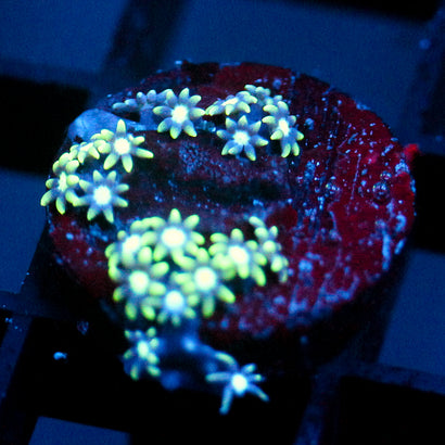 JC Star Polyp GSP