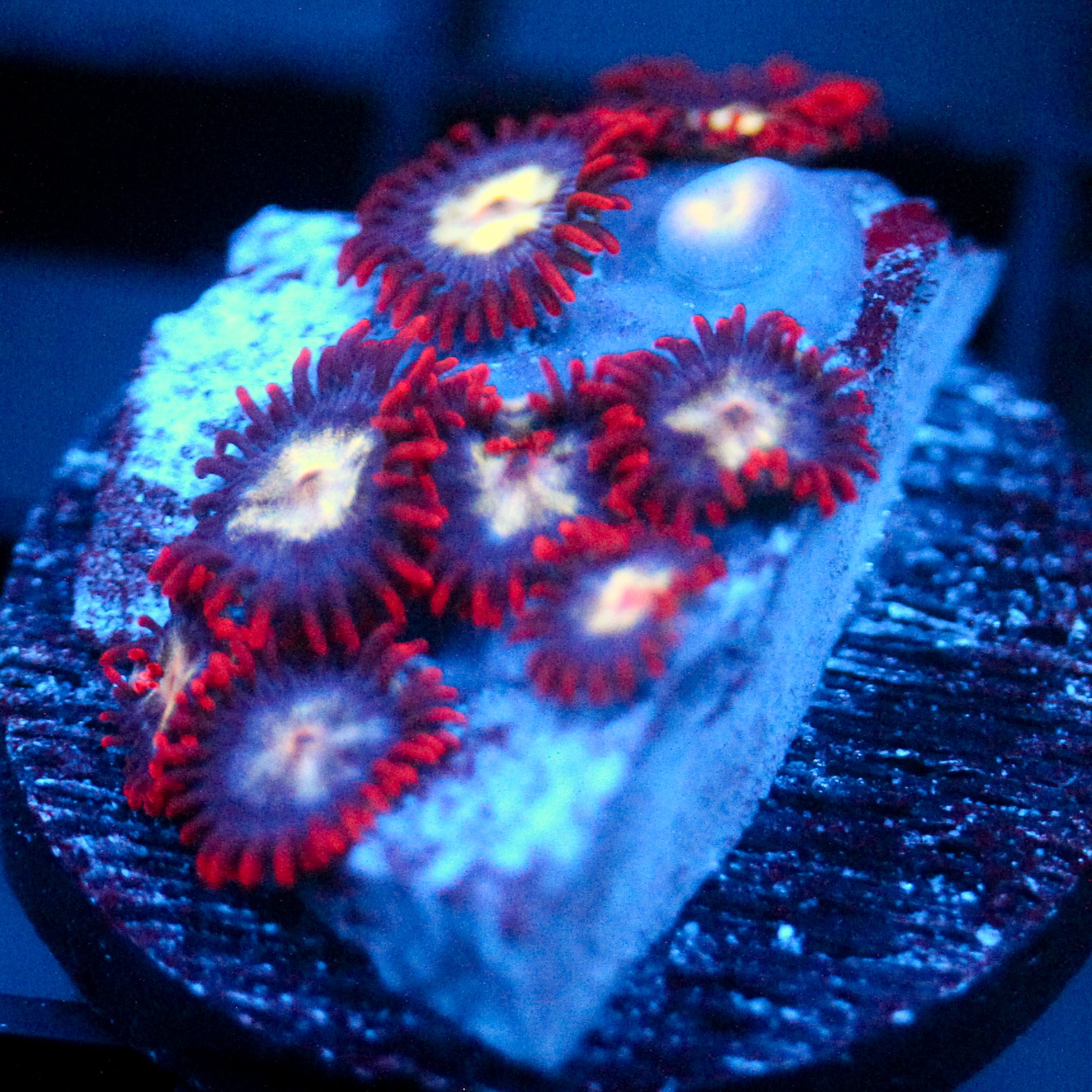 JC Crimson Greed Zoanthid