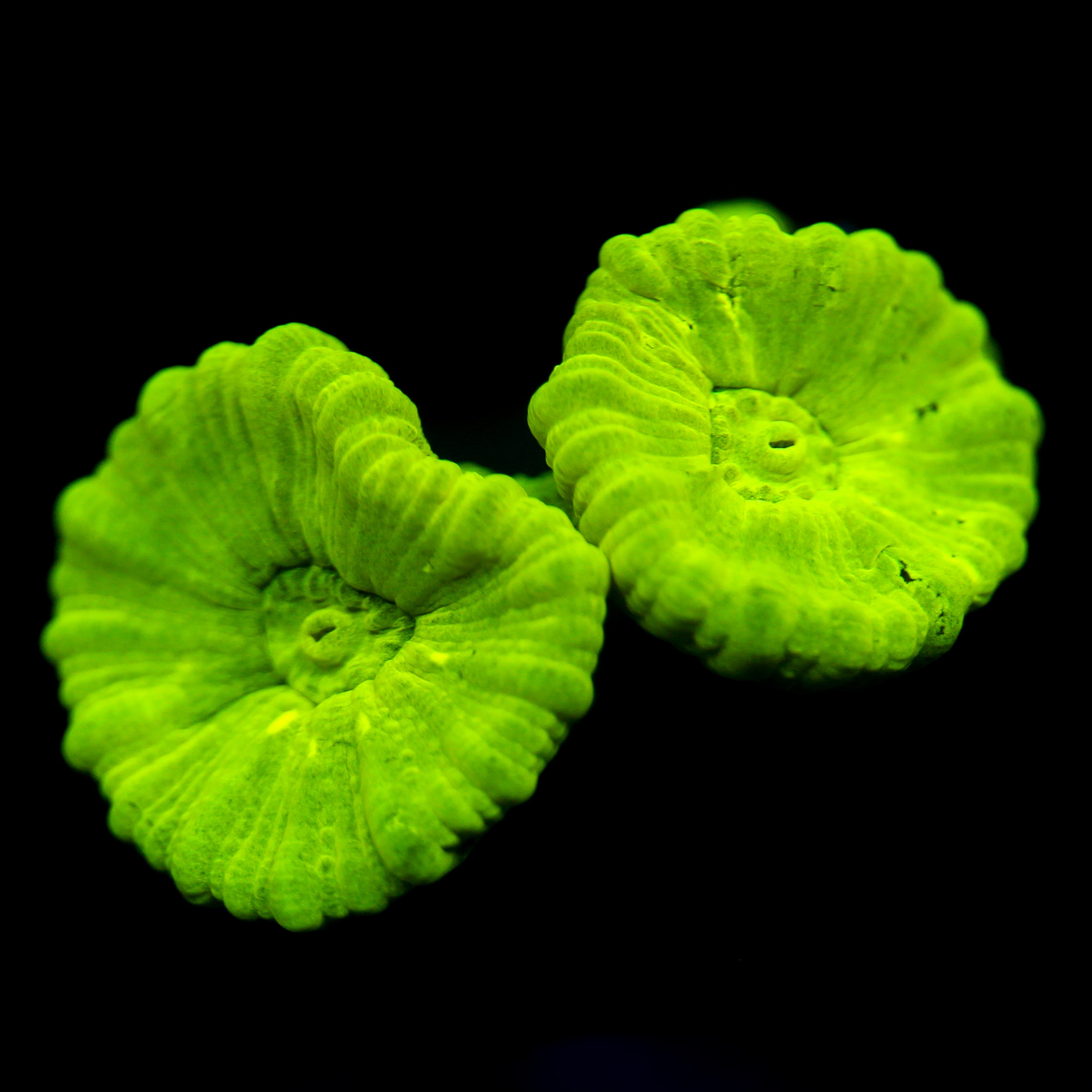 JC Neon Green Candy Cane