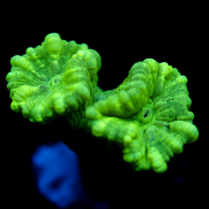 JC Neon Trumpet Coral