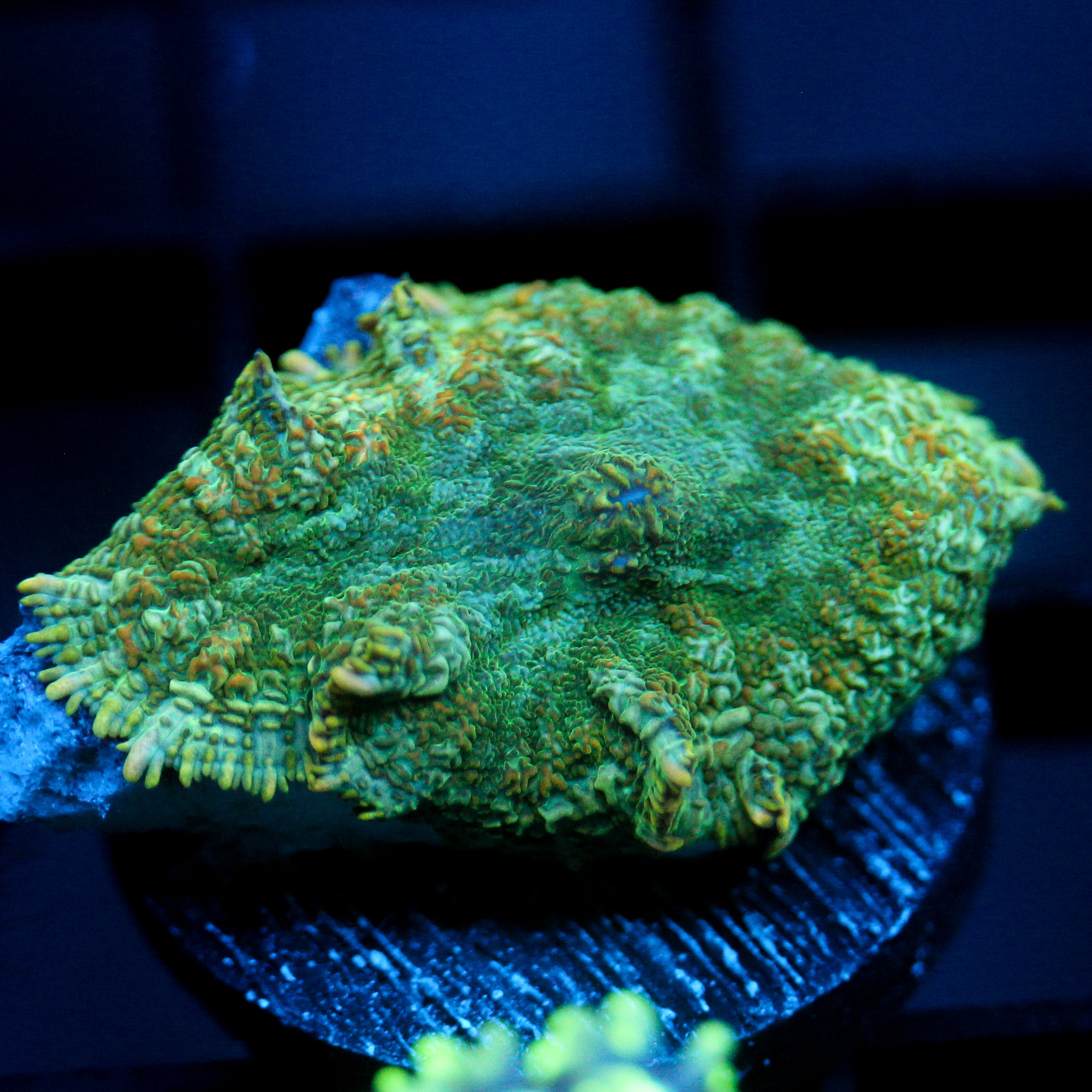 JC Lush Biome Rhodactis