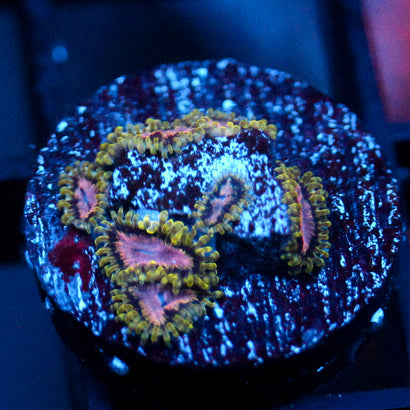 JC Purple Monster Zoanthid