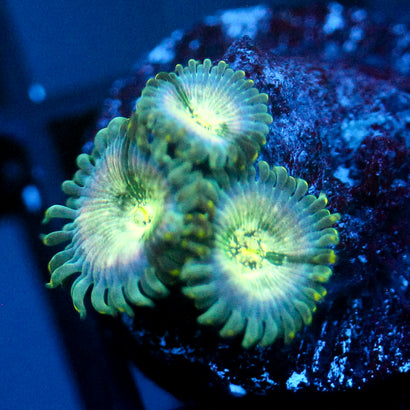JC Hawaiian Ding Dang Zoanthid