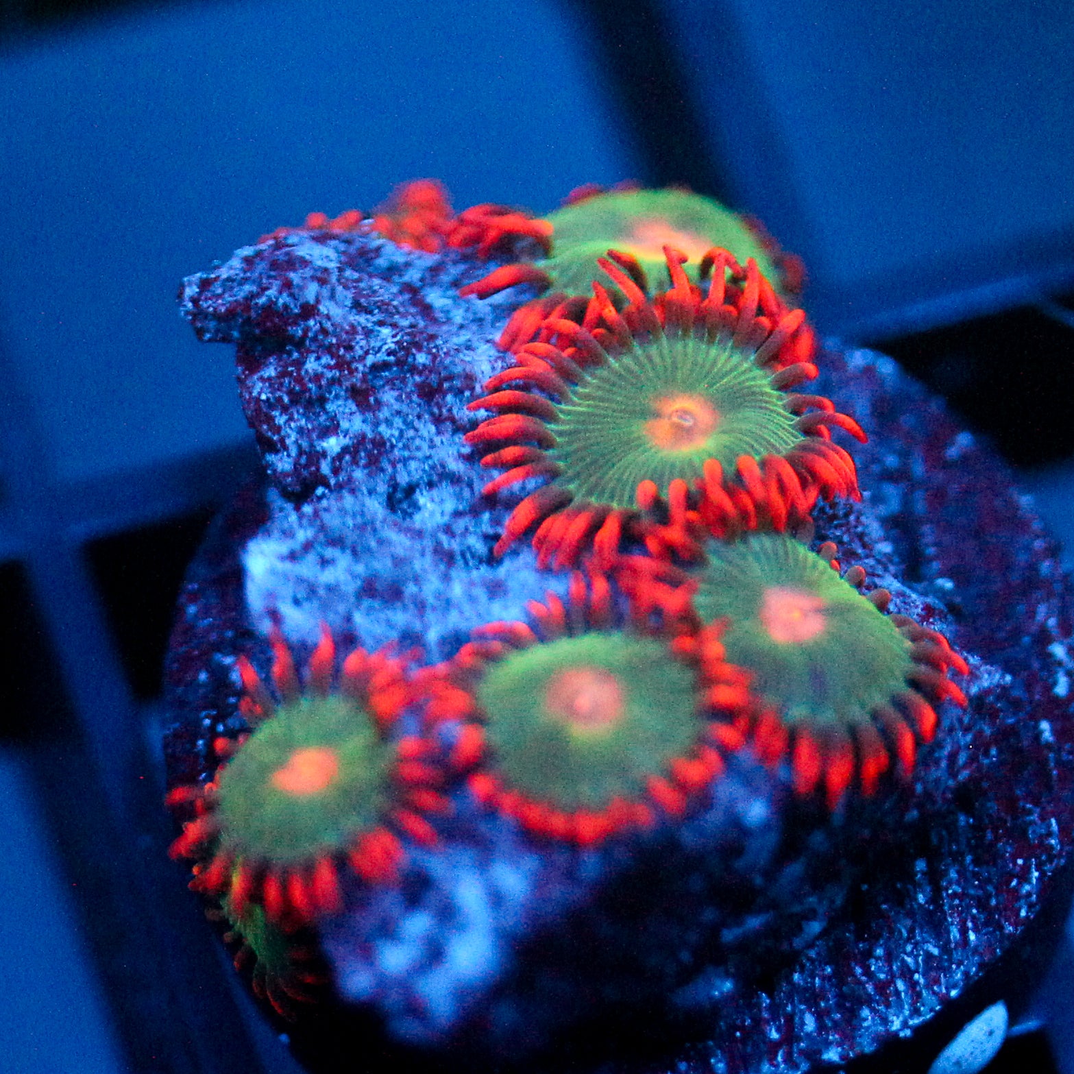 JC Gatorade Zoanthids