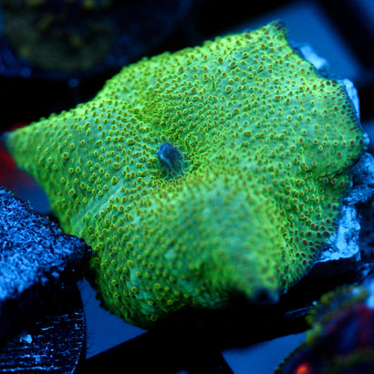 JC Toadskin Discosoma