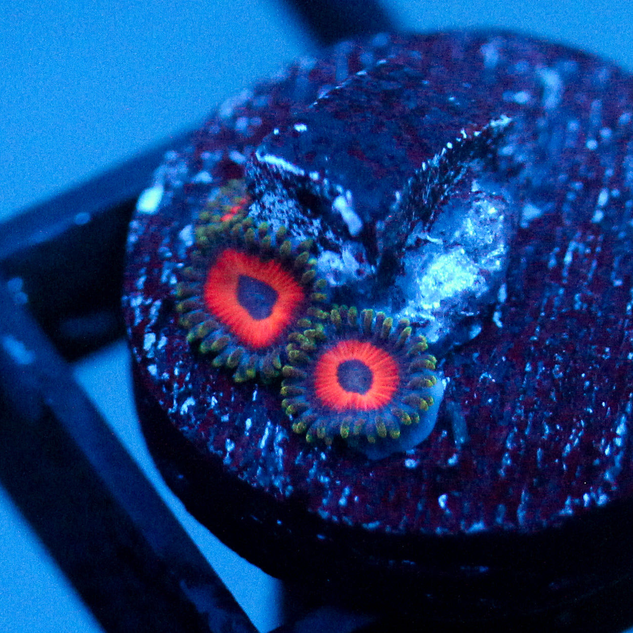 JC Evil Eye Zoanthid
