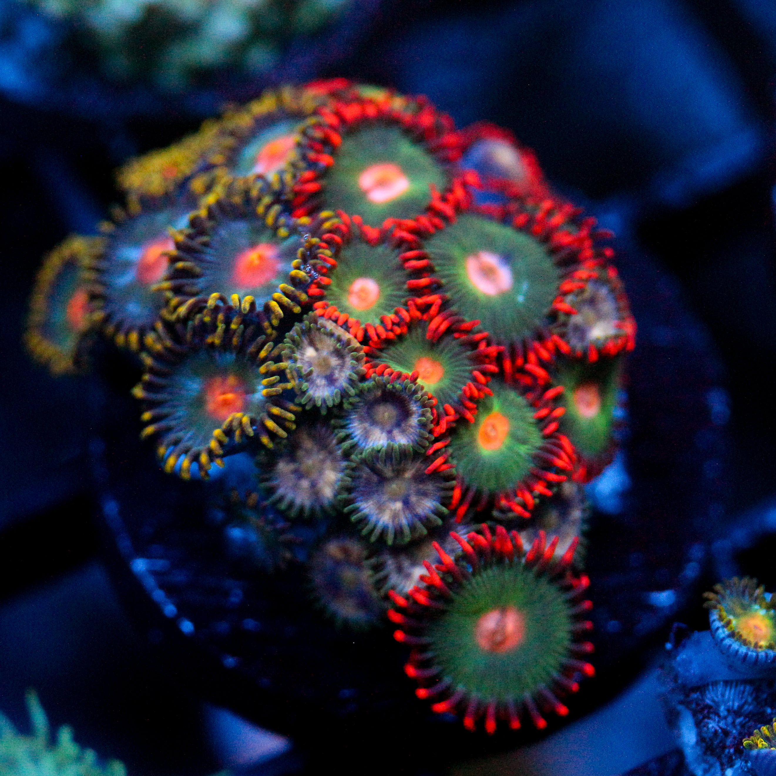 JC Gatorade Zoanthids Mix