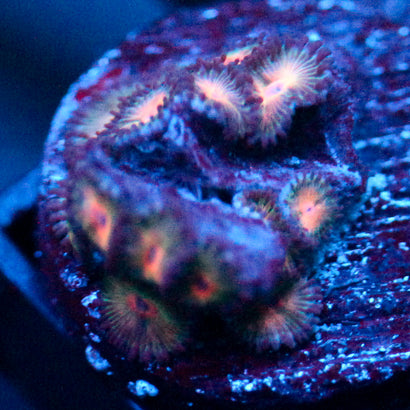 JC Peach Bellini Zoanthid