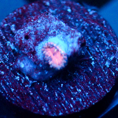 JC Amber Bliss Zoanthid