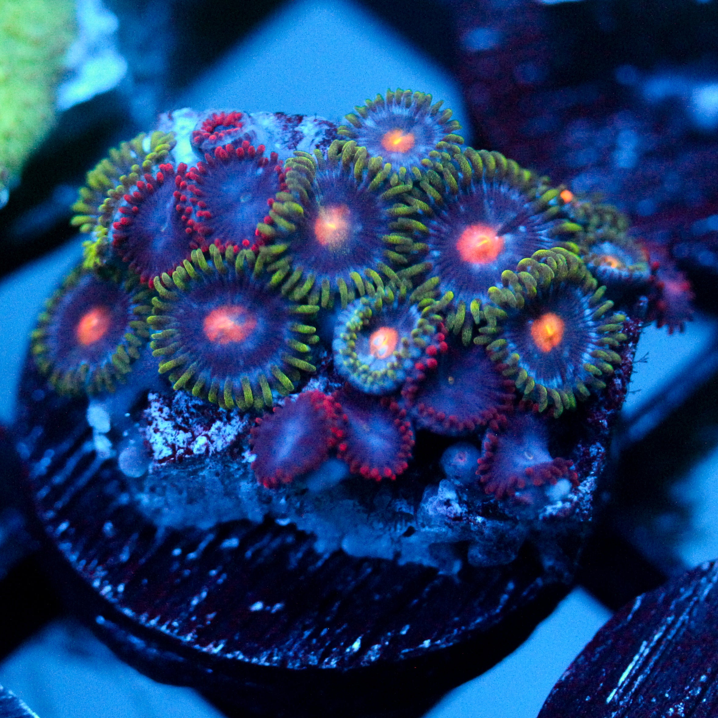 JC Green Crawler Zoanthid Mix