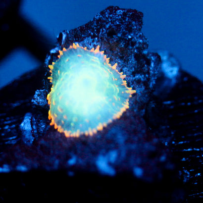 JC Mystery Rhodactis