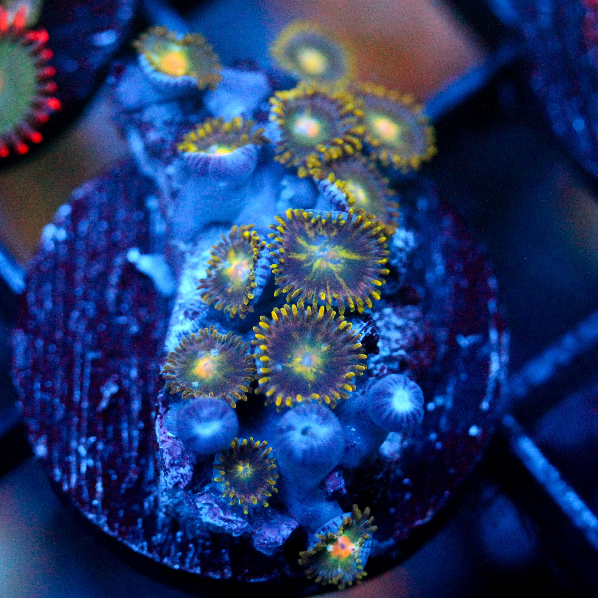 JC Freaky Zoanthid