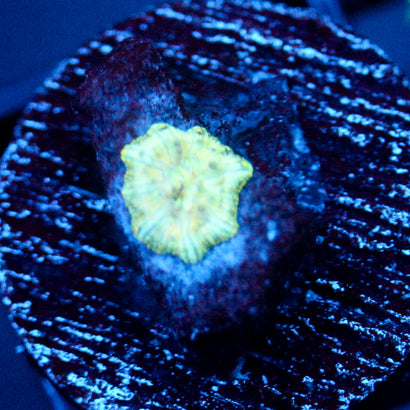 JC Mint Cheetah Discosoma