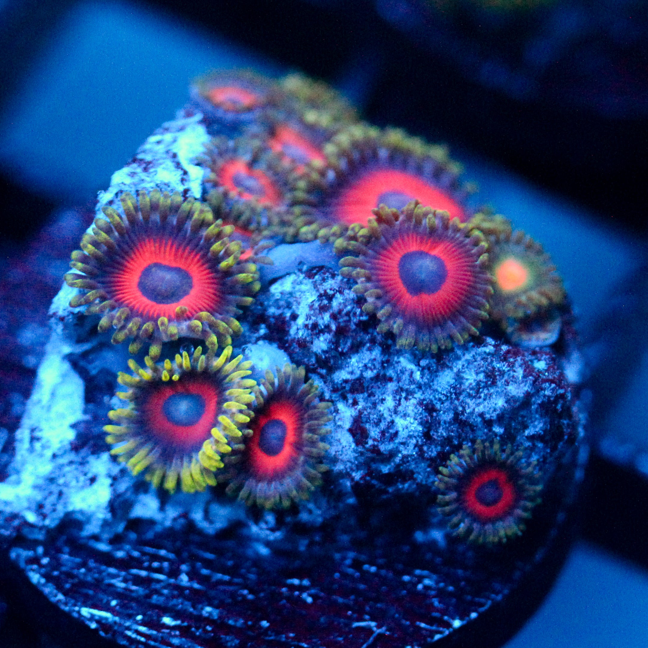 Jason Fox Fairytale Zoanthids