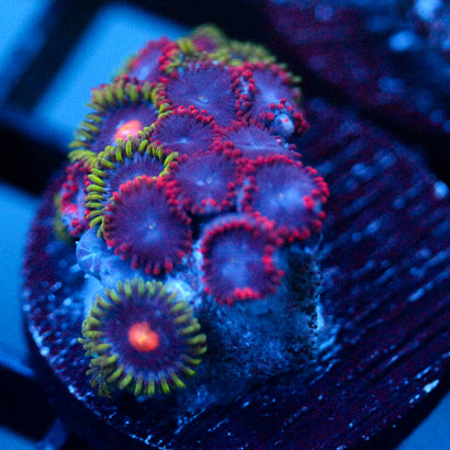 JC Nova Zoanthid Mix