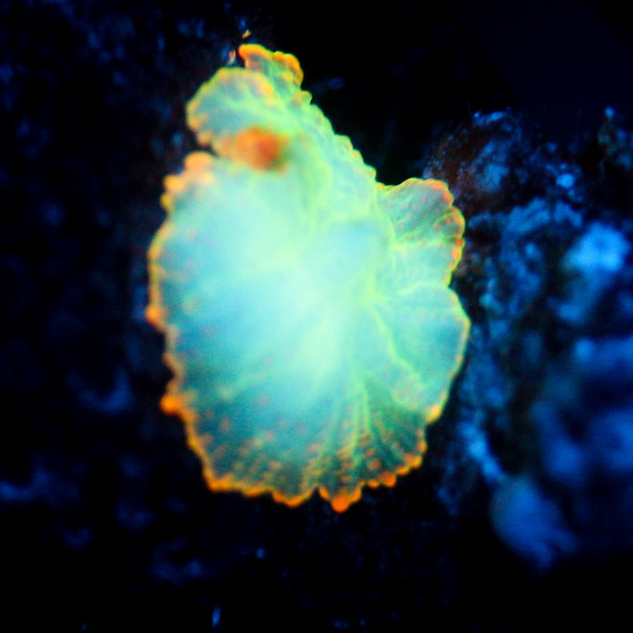 JC Mystery Rhodactis