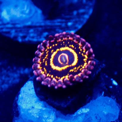 Stratosphere Zoa (1 Polyp)
