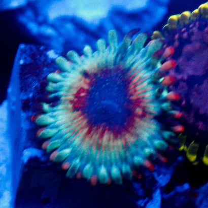 White Zombie (1 Polyp)