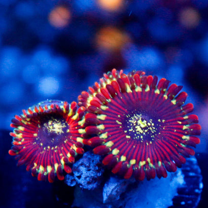 Magician Zoa (3 Polyps)