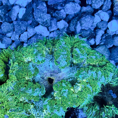 Ultra Rock Flower Anemone