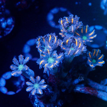 JC Orange Clove Polyp