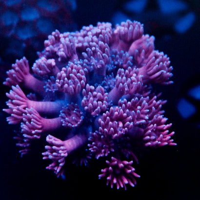 JC Purple Passion