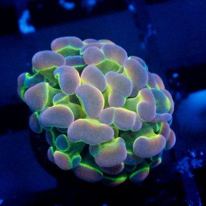 JC Ultra Hologram Hammer