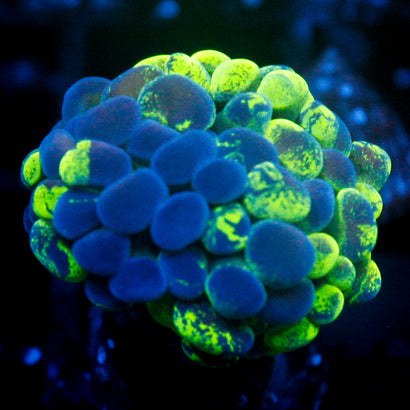 JC Ultra Splatter Hammer