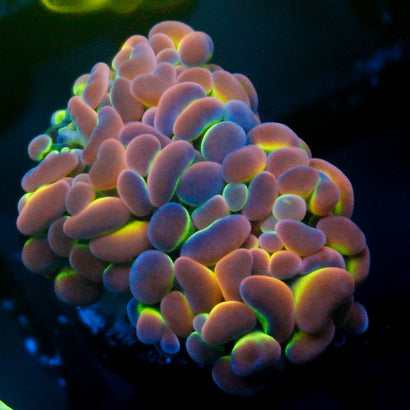 SBB Ultra Hologram Hammer