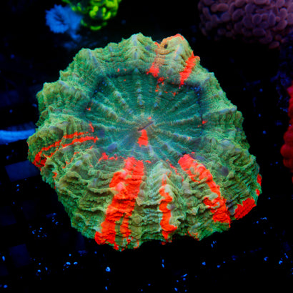 JC Bleeding Apple Acanthophyllia