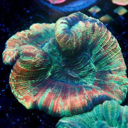 JC Rainbow Trachy