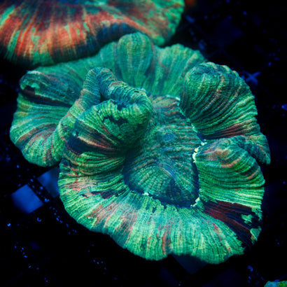 JC Rainbow Trachy