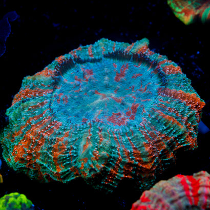 JC Bleeding Apple Acanthophyllia