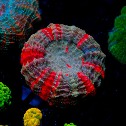 JC Warpaint Acanthophyllia