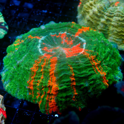 JC Bleeding Apple Acanthophyllia