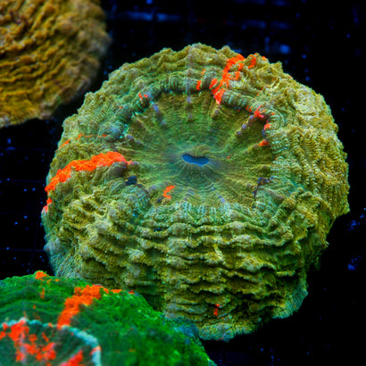 JC Bleeding Apple Acanthophyllia