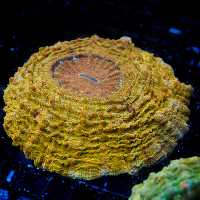JC Ultra Acanthophyllia