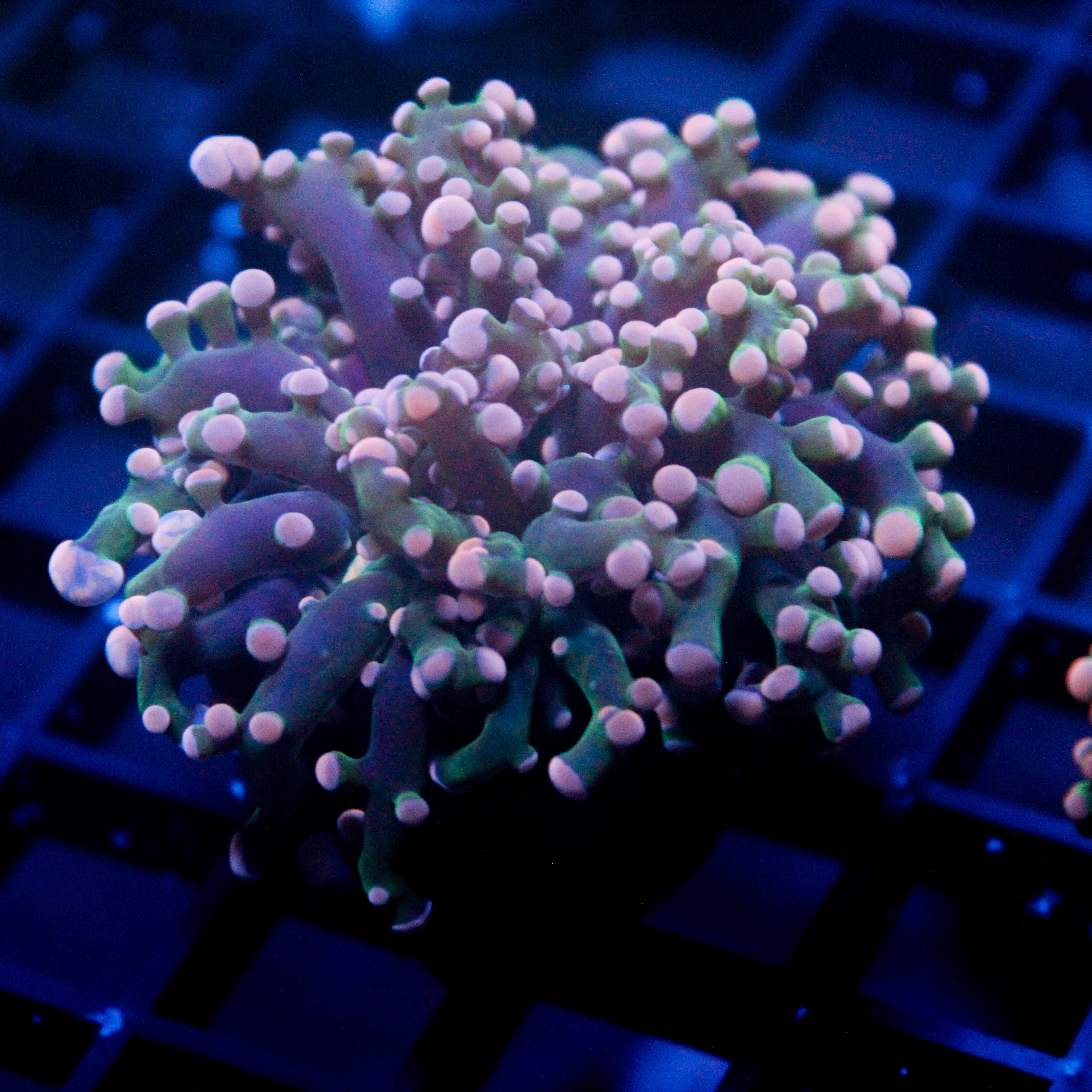 JC Pink Tip Octo