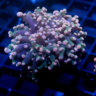 JC Pink Tip Octo