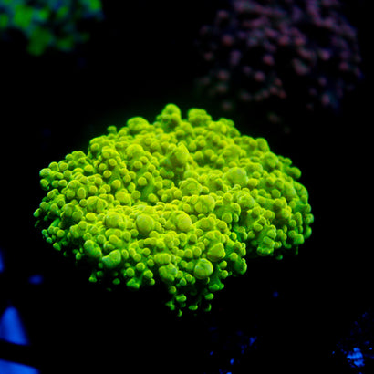 JC Neon Green Octo