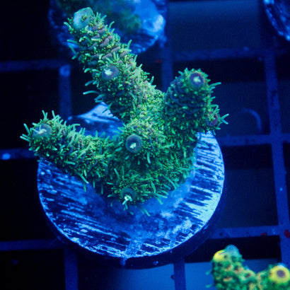 JC Blueberry Surprise