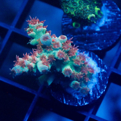 JC Watermellon Breeze